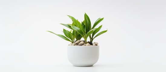 A small potted plant is placed on a clean white surface, creating a simple and minimalist aesthetic. The plants green leaves stand out against the bright background, adding a touch of nature indoors.