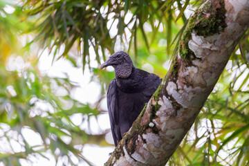 Low angle view of black vulture seen perched on tree branch with soft focus woody area in the background, La Fortuna, Costa Rica