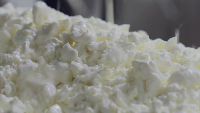 Huge amounts of cottage cheese curds are falling into the metal container. Cottage cheese curds are being collected inside the steel container. Production of Cottage cheese curds at a dairy facility.