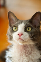 Porträt eines blau-weißen Devon Rex Katers