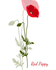 one red flower poppy flat grapрic style