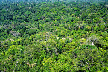 Thick dense jungle near Cerro Azul in Guaviare, Colombia