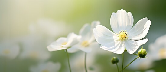A cluster of white flowers stands out against a vibrant green field. The petals contrast sharply with the verdant backdrop, creating a striking visual in nature.