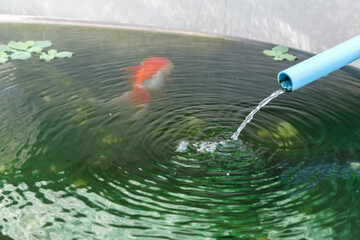 Goldfish in aquarium fish pond close up