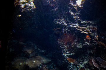 coral reef in the aquarium