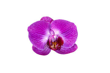 Fototapeta na wymiar purple orchid flowers isolated on a white background