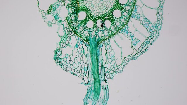 Cross section of corn root under microscope in bright field.  100x times magnification. Main cereals in cattle nutrition. Micro botany. Detailed structure of plant roots