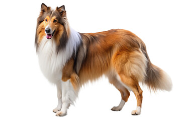 Rough Collie dog on a transparent background