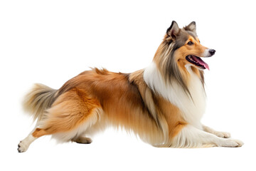 Fototapeta premium Rough Collie dog on a transparent background