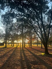 The enchanted forest