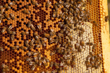 Working bees in a hive on honeycomb. Bees inside hive with sealed and open cells for their young..