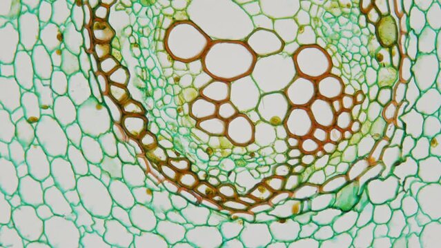 Cross section of buttercup root under a microscope. 400x magnification. Smooth movement and focus. Microbotany. Detailed structure of plant roots