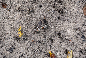 sand crabs on the beach near the sea on a sunny day on one of the Seychelles islands