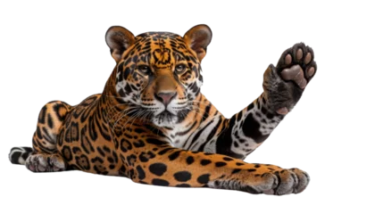 Foto op Plexiglas A mesmerizing image of a jaguar lying down and casually raising its paw, displaying its beautiful coat © Daniel