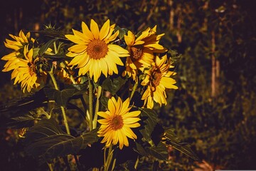 Sunflowers, vibrant and bold, boast large golden petals surrounding a dark, central disk. Their...