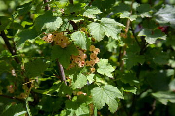 Brush of white currant berries among green leaves.