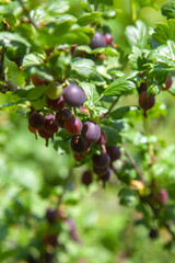 Ripe gooseberries in the garden on the bush. .