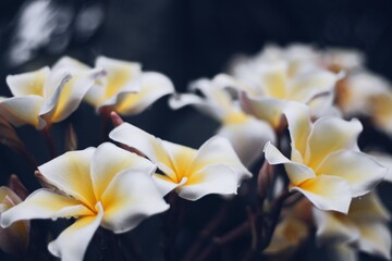 Plumeria, with its fragrant, tropical blossoms, showcases vibrant petals in hues of white, yellow,...