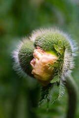
The poppy flower of Papaver somniferum is a breathtaking bloom with soft, silky petals surrounding...