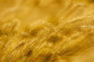 Obraz premium Barley, a cereal grain, features distinctive spikelets on its flowering head.
