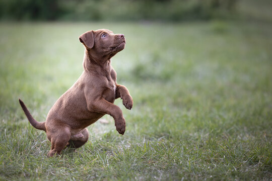 Cute brown Patterdale terrier puppy sitting on grass focusing  on out of frame object with both front paws off the ground with copy space