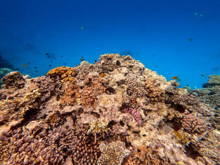 Underwater life of reef with corals and tropical fish. Coral Reef at the Red Sea, Egypt.