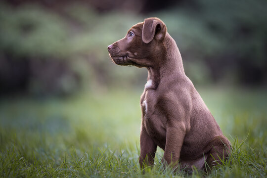 Cute brown Patterdale terrier puppy sitting on grass and looking sideways to the left with copy space