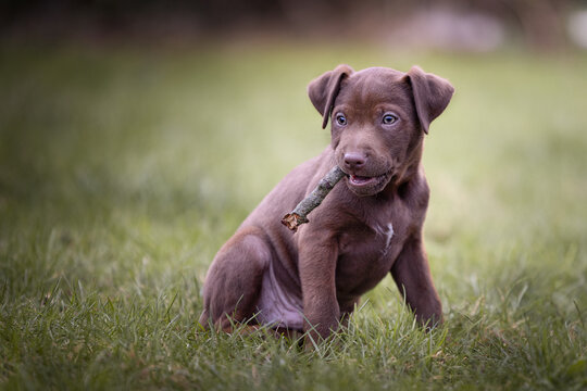Patterdale terrier puppy sitting on a patch of grass playing with a stick