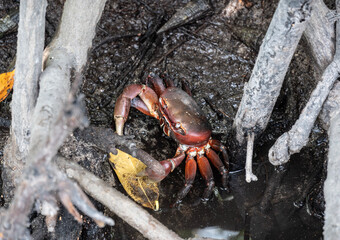 sand crabs on the beach near the sea on a sunny day on one of the Seychelles islands