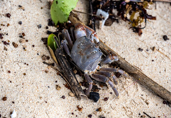 sand crabs on the beach near the sea on a sunny day on one of the Seychelles islands