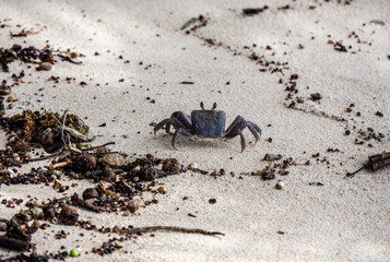 sand crabs on the beach near the sea on a sunny day on one of the Seychelles islands