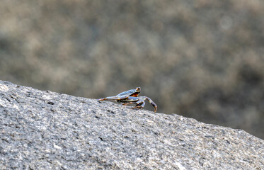 sand crabs on the beach near the sea on a sunny day on one of the Seychelles islands
