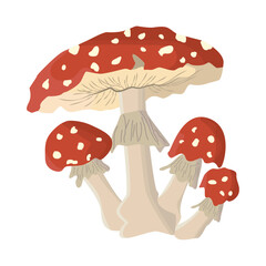 Colored realistic mushroom Vector