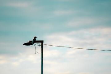 Obraz premium A bird perches on a lamp post