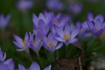 purple crocus flowers