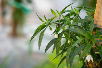 Fototapeta na wymiar green chili leaves on a blurred background