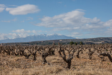 Fototapeta na wymiar vineyard in the mountains le Canigou