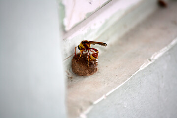 Red-and-yellow potter wasp or mason wasp (Delta pyriforme) laying eggs : (pix Sanjiv Shukla)