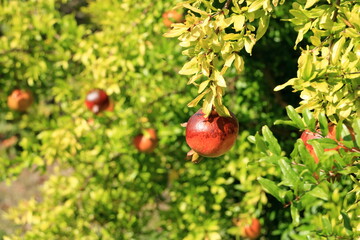 Pomegranate (Punica granatum) with blossom and fruit on green bush in summer in Albania