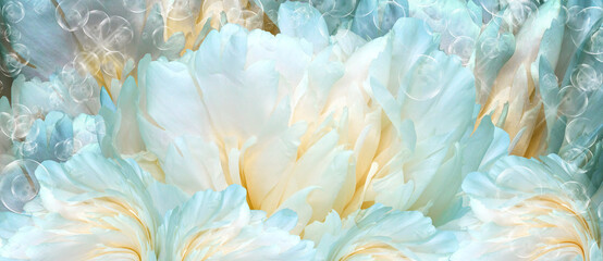 Floral background.  Peony flower and petals flowers. Close-up.   Nature.