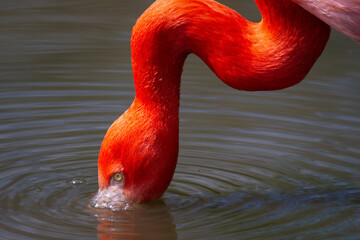 Flamingo