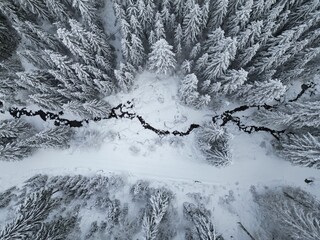 Foto foresta innevata