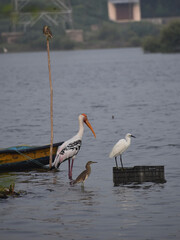 great blue heron ardea cinerea