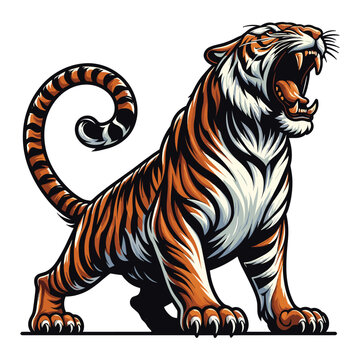 Wild roaring tiger full body vector illustration, zoology illustration, animal predator big cat design template isolated on white background