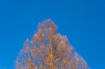 春の青空とカラマツ
