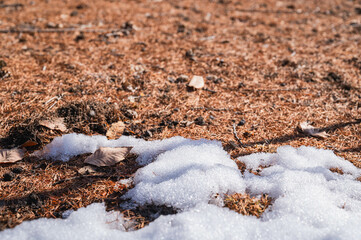 冬の松林の残る雪