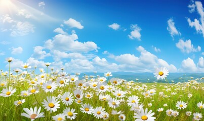 Beautiful, sun-drenched spring summer meadow. Natural colorful panoramic landscape with many wild flowers of daisies against bright orange sun in sunset sky.
