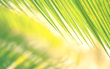 Palm leaf close-up. Palm leaf close-up. Abstract Nature Background