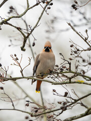 A Waxwing Perched in a Tree