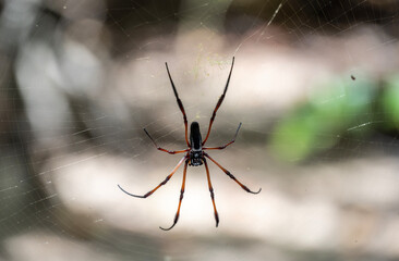a large black and red spider in natural conditions on a sunny day on one of the Seychelles islands